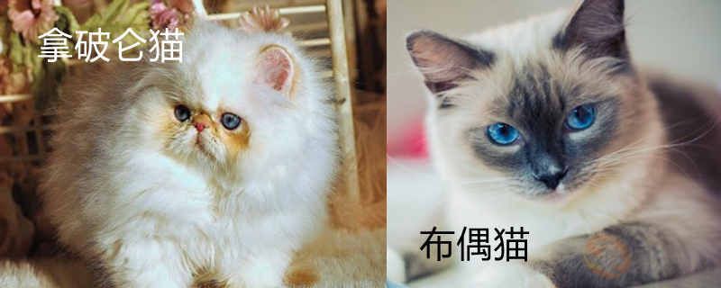 拿破仑猫贵还是布偶贵